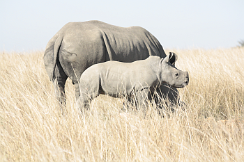Mom and babyRhino